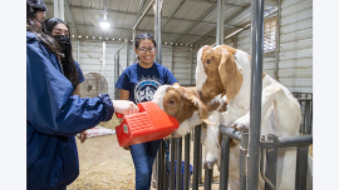 Princesa with goats